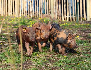 Varkens bestrijden Japanse Duizendknoop